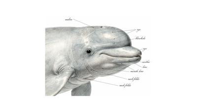 Feedback that boosts performance: 6+1 ground rules for senior executives